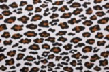 Cheetah Alex